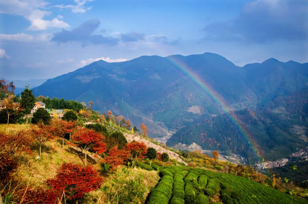 【茅镬觅秋色】寻茅镬古树群 ，觅四明山秋...